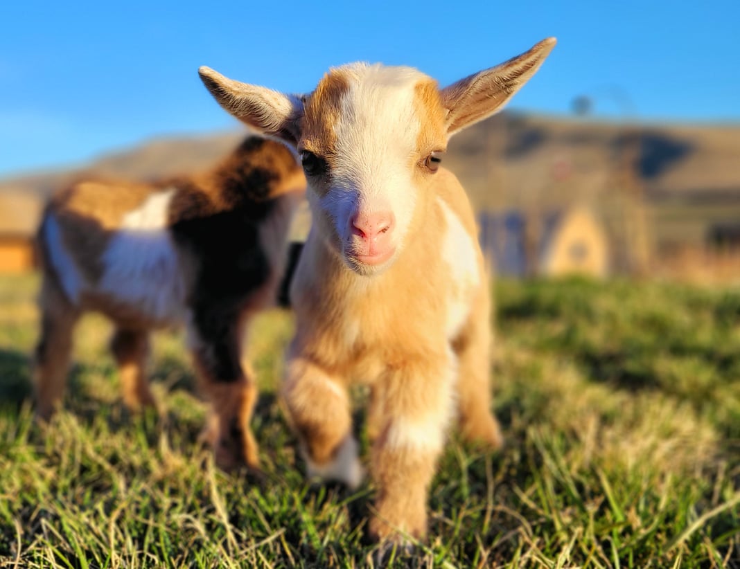 Simply Goat Milk Soap  Romesburg Family Farm
