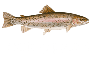 troutsupply Home